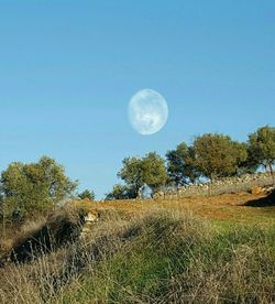 Scenic view of field against clear sky