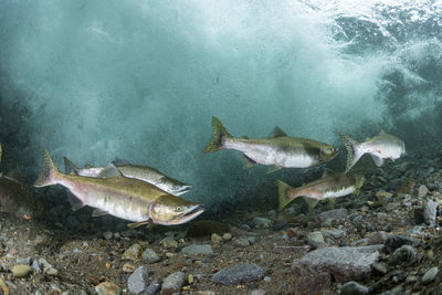 Pink salmon's run in rausu, hokkaido , japan