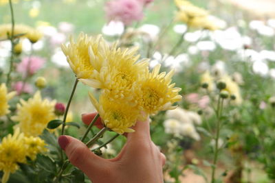 Close-up of hand holding yellow flowering plant