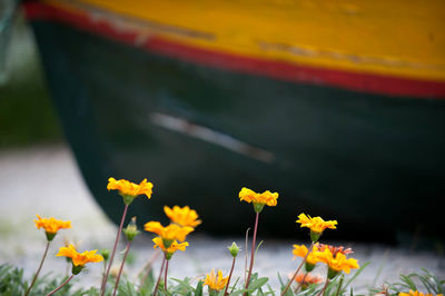 Close-up of yellow flower