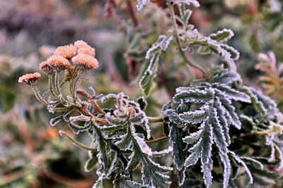 Close-up of frost on tree branch