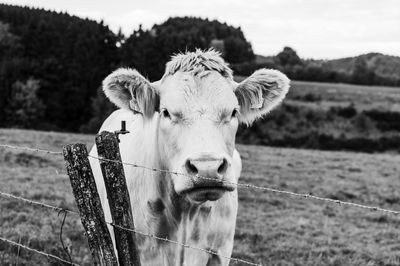 Portrait of cow standing behind fence on field