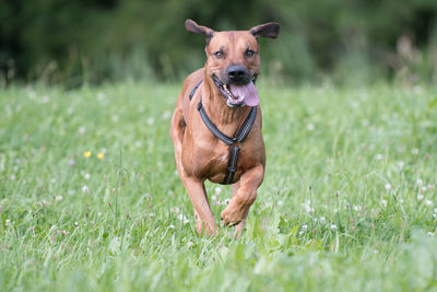 Portrait of dog running on grass