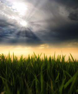 Crops growing on field against sky during sunset