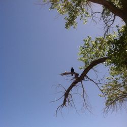 Low angle view of trees against clear sky