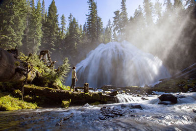 Scenic view of waterfall in forest