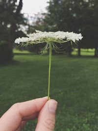 Close-up of hand holding flower on field