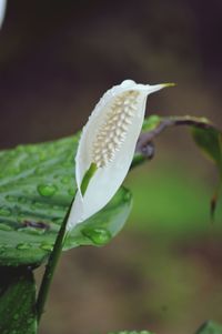 Close-up of raindrops on plant