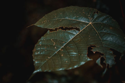 Close-up of raindrops on leaves