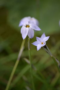 Close-up of purple flowering plant