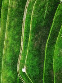 Aerial panorama of agrarian rice fields landscape like a terraced rice fields ubud bali indonesia