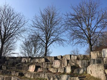 Bare trees against sky