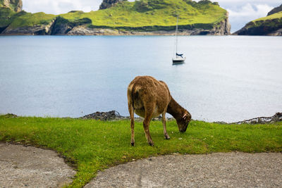 Goat grazing on field against lake