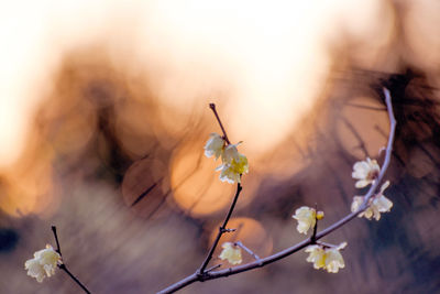 Close-up of flowers on cherry blossom