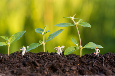 Close-up of figurines and saplings in soil