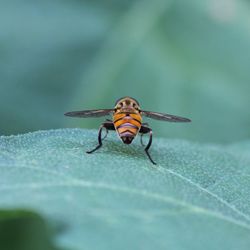 Close-up of insect