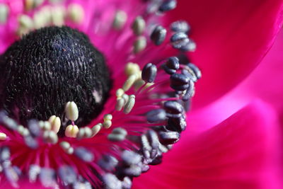 Close-up of pink rose flower