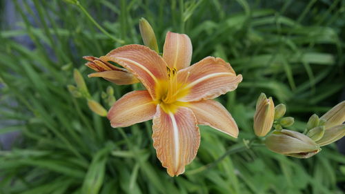 Close-up of day lily