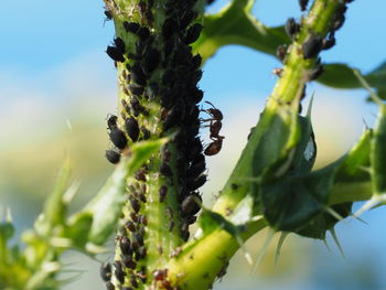 Close-up of green plant against sky