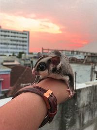 Cutie pets, sugar glider the pocket animals