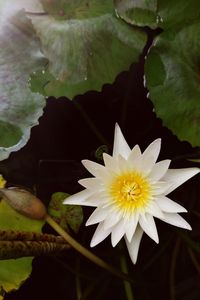 Close-up of white flowers