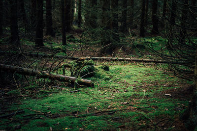 Sunlight falling on trees in forest