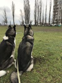 View of two dogs on field