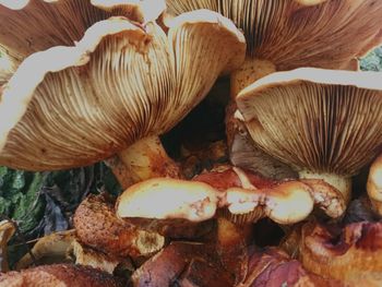 Close-up of mushrooms