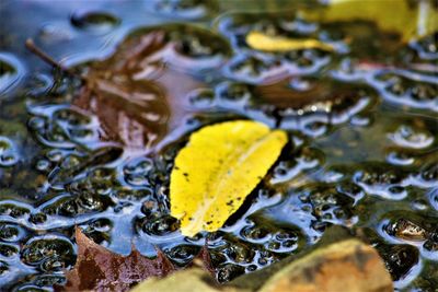 Full frame shot of wet leaf floating on water