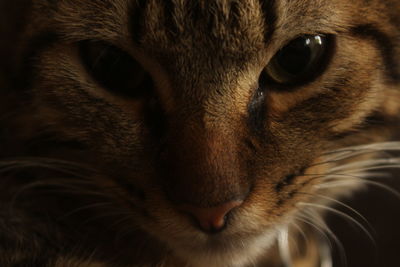 Close-up portrait of dog