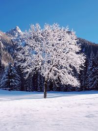 Snow covered pine trees on field against blue sky