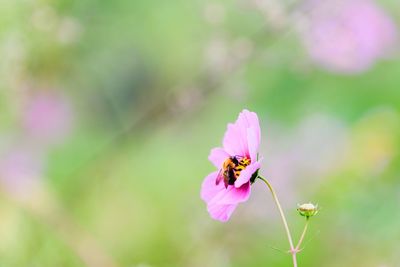 Close-up of bee on pink flower