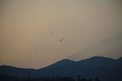 Silhouette of birds flying in the sky