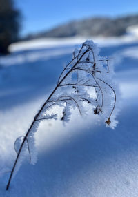 Close-up of frozen plant on land