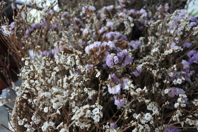 Close-up of white flowering plant