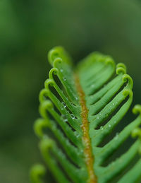 Close-up of wet leaf