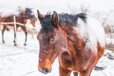 Close-up of a horse on snow