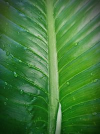 Close-up of wet green leaves