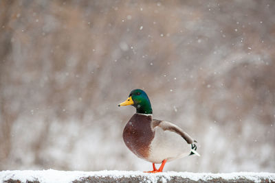 Winter portrait of a duck in a winter public park. duck birds are standing or sitting in the snow. 