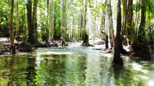 Scenic view of trees in forest