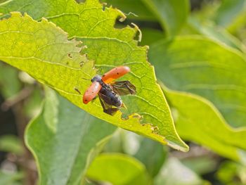 Close-up of insect on leaf