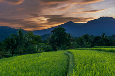 Indonesia's natural panorama in the morning the sun rises over the mountain among rice fields