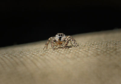 Close-up of spider