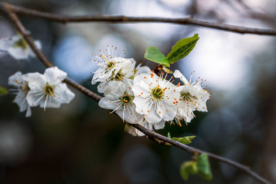 Close-up of white cherry blossom