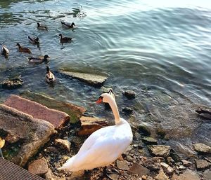 High angle view of swan swimming on lake