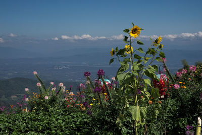 Close-up of flowering plant by sea against sky