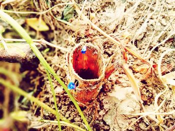 High angle view of insect on land