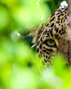 Close-up portrait of a cat