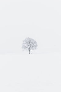 Bare trees on snow covered landscape