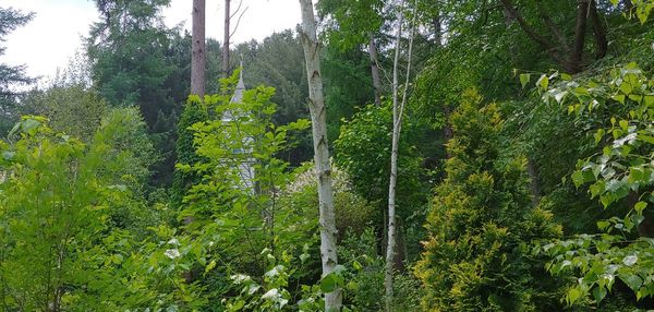 Scenic view of forest